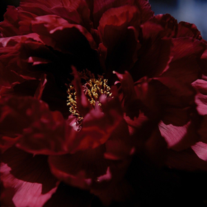 美女露100%奶头无遮挡的网站
